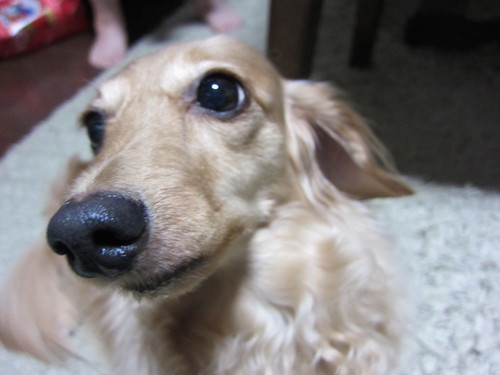 ピンクのアナベル_b0200291_20233665.jpg