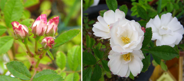 つるバラ 開花大株 の移植 ２００９ 今年の開花へ 窓の向こうに