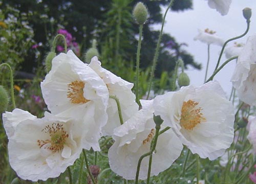 ●梅雨時の白花三題、その10_d0053294_11583612.jpg