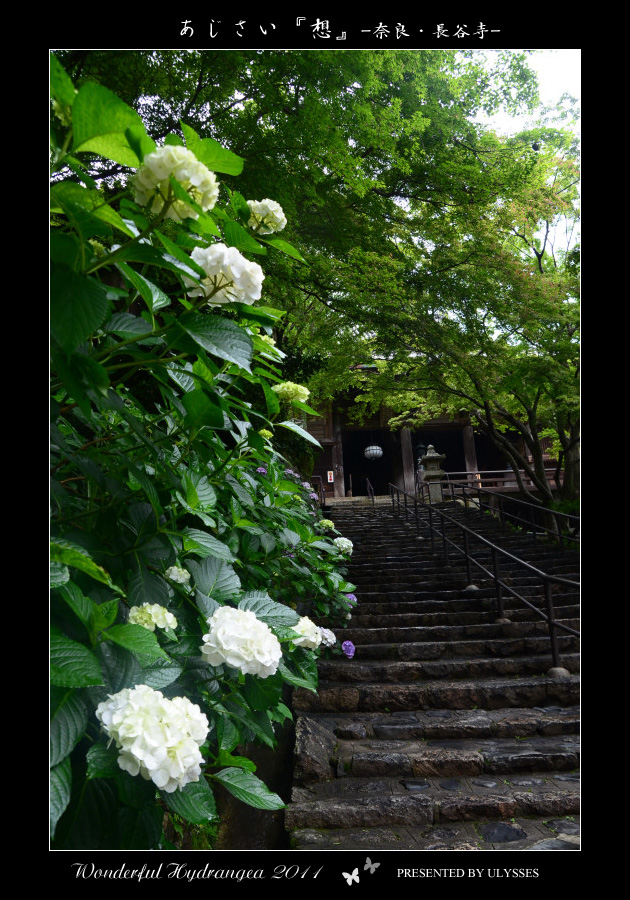 紫陽花　『想』　2011　* 奈良・長谷寺*_a0108795_2347693.jpg