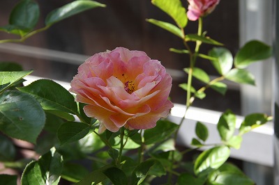 a0123003_9404462.jpg