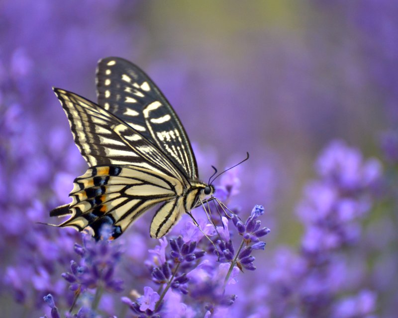 ラベンダーとアゲハ蝶 蝶のブログ
