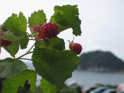 ～野苺＆白石島～　_d0135908_0445663.jpg