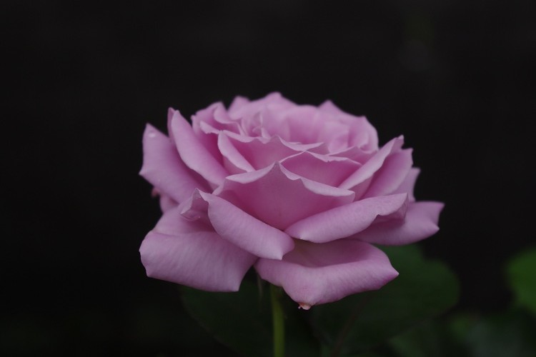 c0147909_1115438.jpg