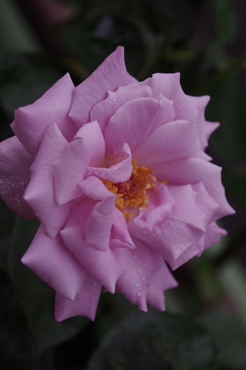 c0147909_1133393.jpg