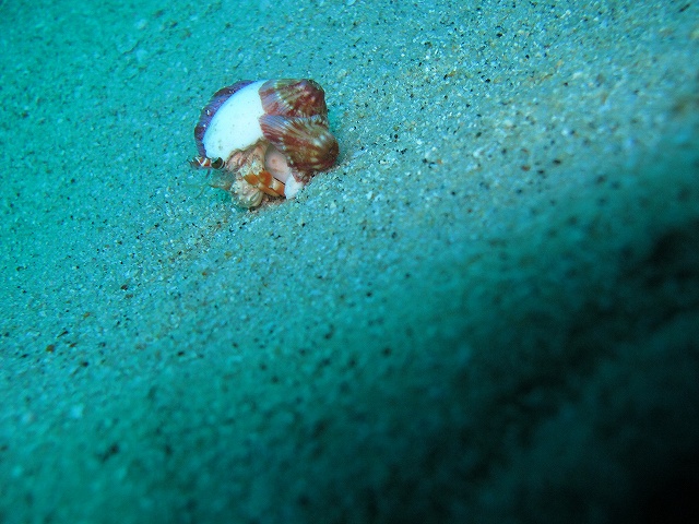 d0089110_752149.jpg