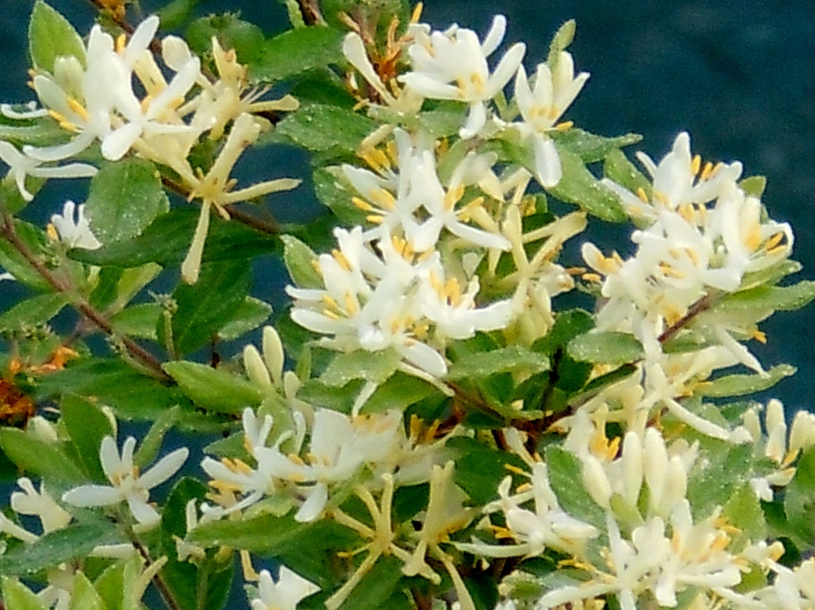 ヒョウタンボク 瓢箪木 椿壽菴だより ヒョウタンボク 瓢箪木 椿壽菴だより