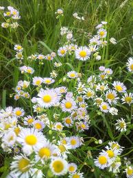 ６月の草花たち（２）～野の花～_c0173113_13324629.jpg