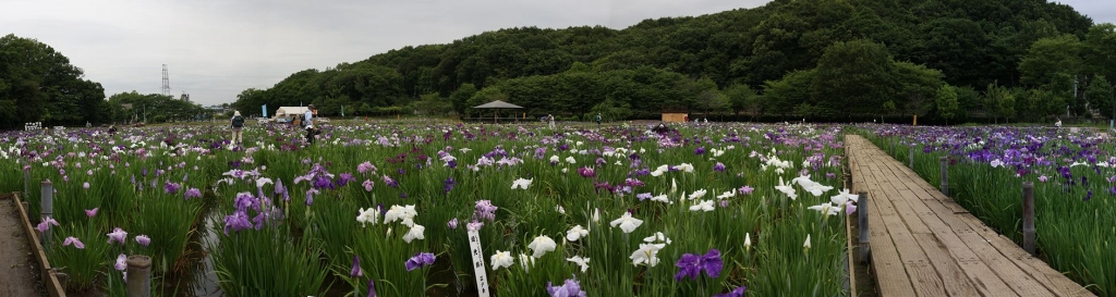 東村山 北山公園　ハナショウブ_e0117318_16463146.jpg