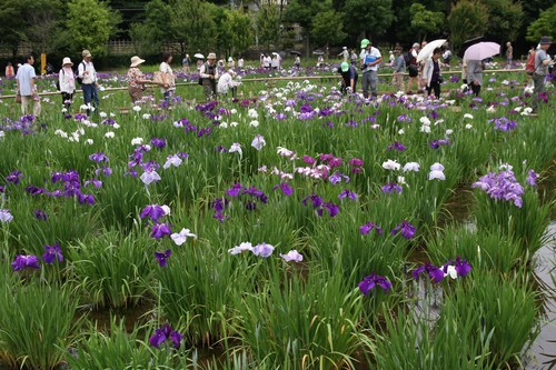 東村山 北山公園　ハナショウブ_e0117318_16481136.jpg