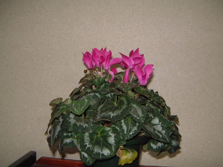 c0074721_1702124.jpg