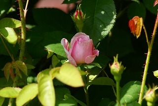 f0170524_15492532.jpg