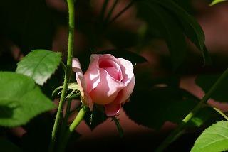 f0170524_15493461.jpg