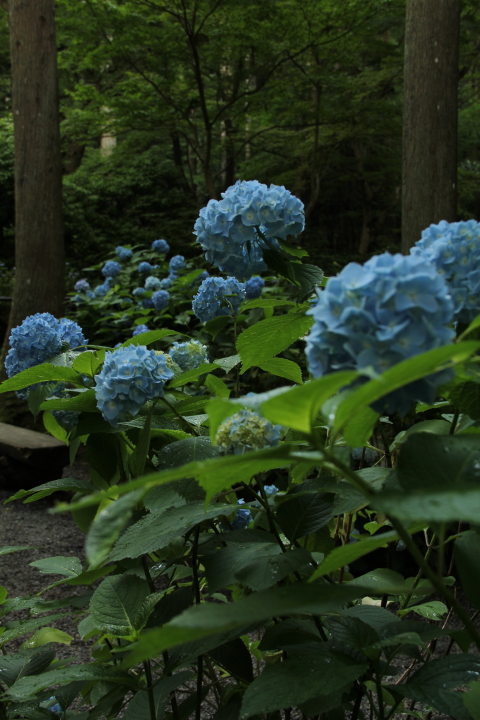 紫陽花　　～三千院～_d0072240_22541588.jpg