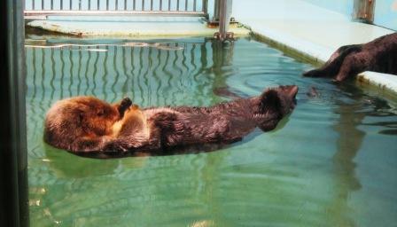 『須磨海浜水族園」_b0162442_16382232.jpg