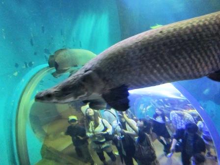 『須磨海浜水族園」_b0162442_1639435.jpg