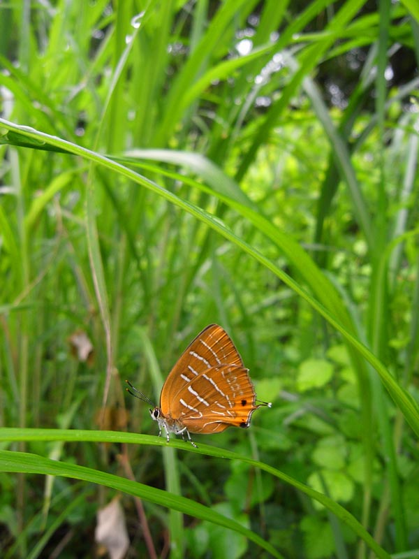 c0045352_21333666.jpg