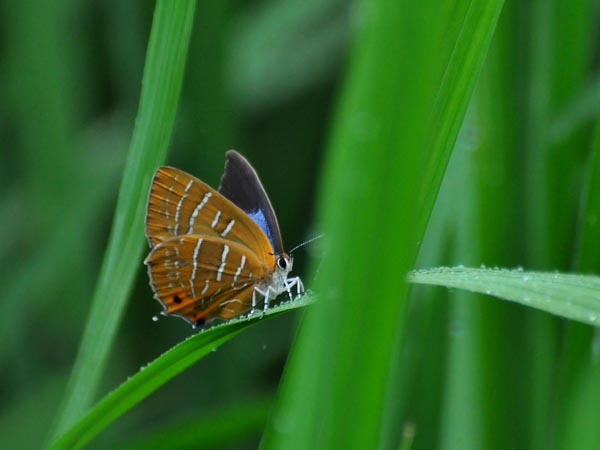 栃木のウラミスジシジミ_c0045352_21335488.jpg