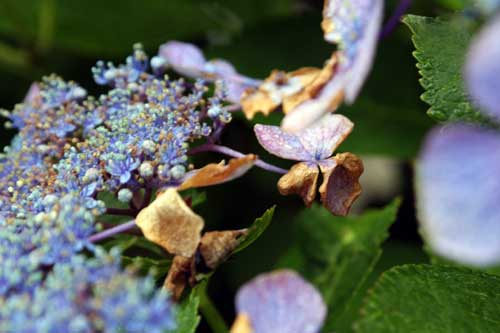 紫陽花が日焼けした ポロタの写真雑記帳