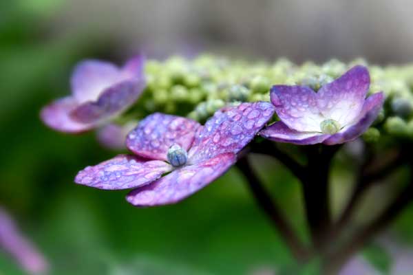 紫陽花が日焼けした ポロタの写真雑記帳