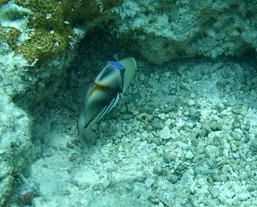 f0190653_14254484.gif
