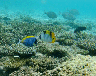 f0190653_14261471.gif
