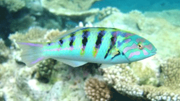 f0190653_14264765.gif