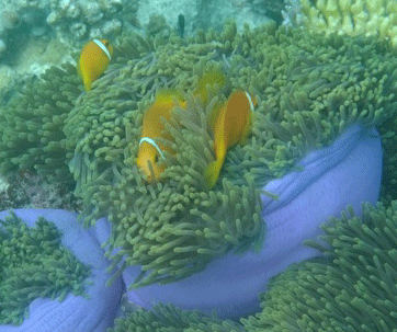f0190653_14304123.gif