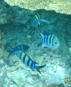 f0190653_14314675.gif