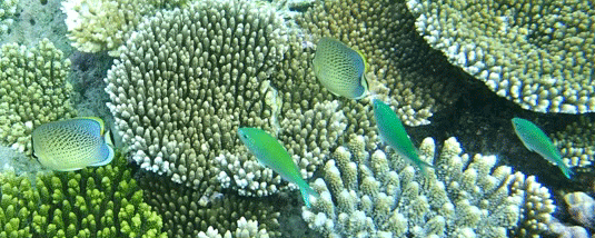 f0190653_14321742.gif