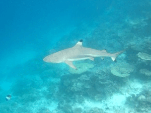 f0190653_16511671.gif