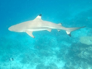 f0190653_16511880.gif