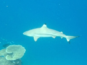 f0190653_16512829.gif
