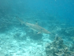 f0190653_16513930.gif
