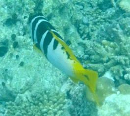 f0190653_16515650.gif