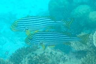 f0190653_1704678.gif