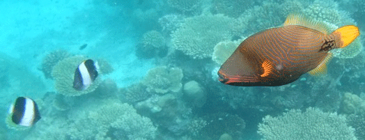 f0190653_1705963.gif