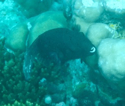 f0190653_1712347.gif
