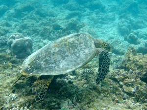f0190653_2047557.gif