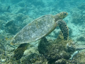 f0190653_20481120.gif