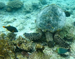 f0190653_20483747.gif