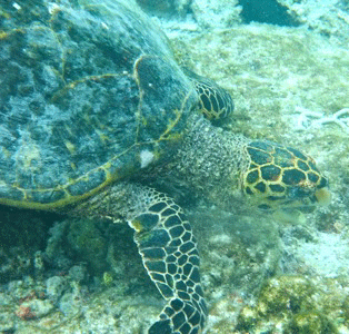 f0190653_20491831.gif