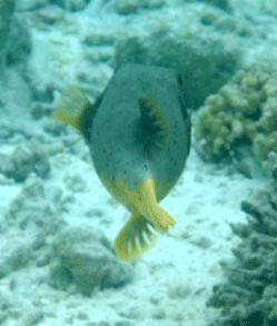 f0190653_2052211.gif