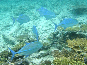 f0190653_20524413.gif
