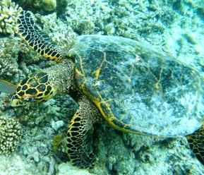 f0190653_2057344.gif