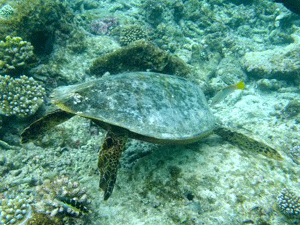 f0190653_20575510.gif