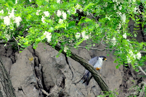 大雪山とクジャクと千島桜。_b0165760_1946453.jpg