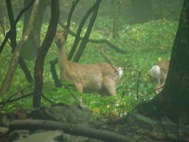 雨が降ったら山へ行こう　　2011.06.18 - 19_e0136962_7254090.jpg