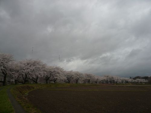 そういえば今年の桜。。_f0235167_13315524.jpg