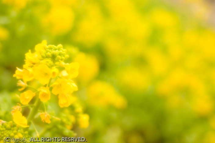 大船フラワーセンター　その2　K10D+smc PENTAX-M  50mm F1.7編 _b0136768_22101492.jpg